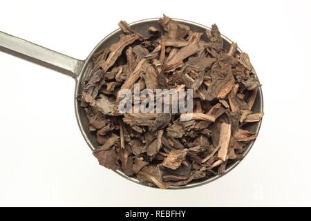 Les feuilles séchées de la plante médicinale, queue de lézard chinois plante Caméléon Houttuynia cordata, fishwort (YU), Cao Xing Banque D'Images