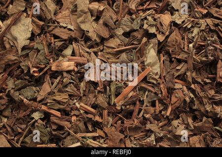 Les feuilles séchées de la plante médicinale, queue de lézard chinois plante Caméléon Houttuynia cordata, fishwort (YU), Cao Xing Banque D'Images