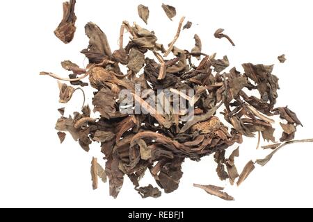 Les feuilles séchées de la plante médicinale, queue de lézard chinois plante Caméléon Houttuynia cordata, fishwort (YU), Cao Xing Banque D'Images