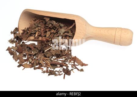 Les feuilles séchées de la plante médicinale, queue de lézard chinois plante Caméléon Houttuynia cordata, fishwort (YU), Cao Xing Banque D'Images