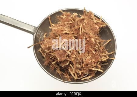 Fleurs séchées d'un Arbre à soie persane (Albizia julibrissin), plante médicinale, il Huan Hua Banque D'Images