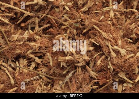 Fleurs séchées d'un Arbre à soie persane (Albizia julibrissin), plante médicinale, il Huan Hua Banque D'Images