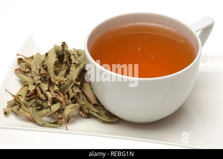 Tisane, thé médicinal fait de la verveine, Verveine, herbe de grâce, (Verbena officinalis) Banque D'Images