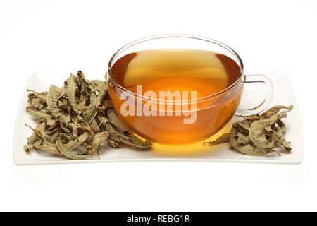 Tisane, thé médicinal fait de la verveine, Verveine, herbe de grâce, (Verbena officinalis) Banque D'Images