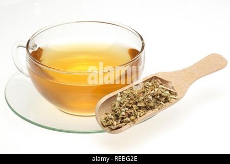 Une tisane faite de la plante médicinale d'or du Canada (Solidago canadensis) Banque D'Images