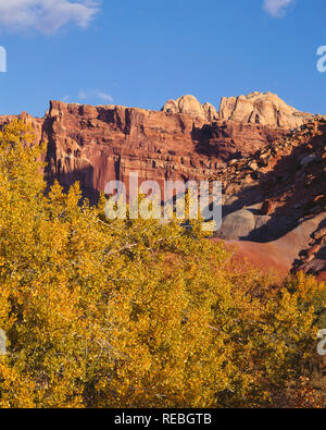 USA, Utah, Capitol Reef National Park, Redrock falaises et dômes érodés s'élever au-dessus au début de l'automne couleurs de Fremont Cottonwood ; près de Fruita. Banque D'Images