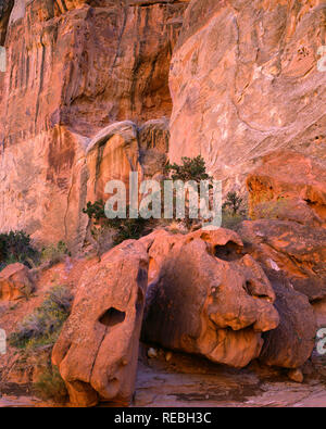 USA, Utah, Capitol Reef National Park, Utah les genévriers poussent au-dessus de formations de grès érodées dans Capitol Gorge. Banque D'Images