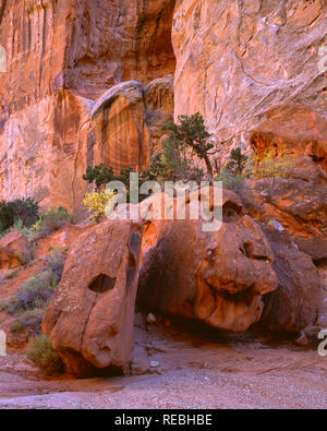 USA, Utah, Capitol Reef National Park, Utah les genévriers poussent au-dessus de formations de grès érodées dans Capitol Gorge. Banque D'Images