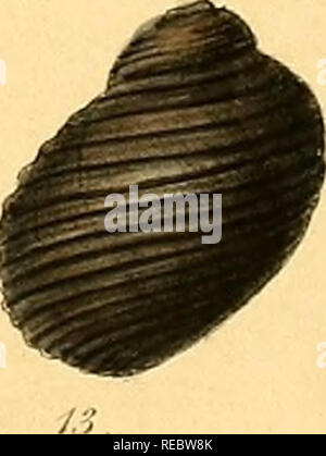. Conchologia iconica, ou des illustrations, des coquilles de molluskous les animaux. Coquilles de mollusques ; ; ; coquilles de mollusques. . Veuillez noter que ces images sont extraites de la page numérisée des images qui peuvent avoir été retouchées numériquement pour plus de lisibilité - coloration et l'aspect de ces illustrations ne peut pas parfaitement ressembler à l'œuvre originale.. Reeve, Lovell, 1814-1865 ; Sowerby, G. B. (George Brettingham), 1812-1884. Londres : Reeve, Frères Banque D'Images