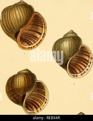 . Conchologia indica, d'être des illustrations de l'obus en terre et en eau douce de l'Inde britannique. [1870-1876]. Coquilles de mollusques ;. . Veuillez noter que ces images sont extraites de la page numérisée des images qui peuvent avoir été retouchées numériquement pour plus de lisibilité - coloration et l'aspect de ces illustrations ne peut pas parfaitement ressembler à l'œuvre originale.. Hanley, Sylvanus Charles Thorp, 1819-1899 ; Theobald, W. (William), 1829-1908. Londres Banque D'Images