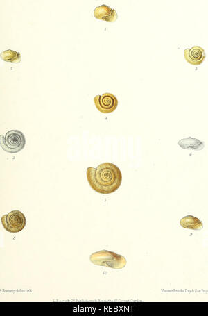 . Conchologia indica : illustrations des coquilles d'eau douce et des terres de l'Inde britannique. Les mollusques. . Veuillez noter que ces images sont extraites de la page numérisée des images qui peuvent avoir été retouchées numériquement pour plus de lisibilité - coloration et l'aspect de ces illustrations ne peut pas parfaitement ressembler à l'œuvre originale.. Hanley, Sylvanus et Theobald, William ; Hanley, Sylvanus Charles Thorp, 1819-1899, ed ; Theobald, W. (William), 1829-1908, Londres, éd. mixte L. Reeve &AMP ; Co. Banque D'Images