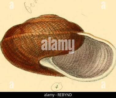 . Conchologia indica, d'être des illustrations de l'obus en terre et en eau douce de l'Inde britannique. [1870-1876]. Coquilles de mollusques ;. rJ. Veuillez noter que ces images sont extraites de la page numérisée des images qui peuvent avoir été retouchées numériquement pour plus de lisibilité - coloration et l'aspect de ces illustrations ne peut pas parfaitement ressembler à l'œuvre originale.. Hanley, Sylvanus Charles Thorp, 1819-1899 ; Theobald, W. (William), 1829-1908. Londres Banque D'Images