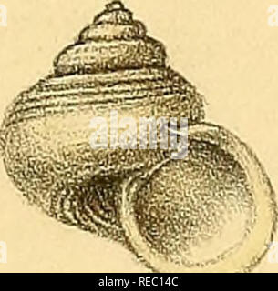 . Conchologia iconica, ou des illustrations, des coquilles de molluskous les animaux. Coquilles de mollusques ; ; ; coquilles de mollusques. ^^^M C C"^V't't.^^ S5.. CyclostomoyPl. X. 36h. 37-. Veuillez noter que ces images sont extraites de la page numérisée des images qui peuvent avoir été retouchées numériquement pour plus de lisibilité - coloration et l'aspect de ces illustrations ne peut pas parfaitement ressembler à l'œuvre originale.. Reeve, Lovell, 1814-1865 ; Sowerby, G. B. (George Brettingham), 1812-1884. Londres : Reeve, Frères Banque D'Images