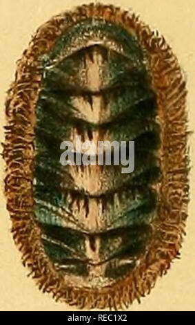 . Conchologia iconica, ou des illustrations, des coquilles de molluskous les animaux. Coquilles de mollusques ; ; ; coquilles de mollusques. Ji2^ etilii la baleine à cbl ..iit :. rds. Veuillez noter que ces images sont extraites de la page numérisée des images qui peuvent avoir été retouchées numériquement pour plus de lisibilité - coloration et l'aspect de ces illustrations ne peut pas parfaitement ressembler à l'œuvre originale.. Reeve, Lovell, 1814-1865 ; Sowerby, G. B. (George Brettingham), 1812-1884. Londres : Reeve, Frères Banque D'Images