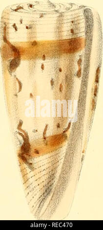 . Conchologia iconica, ou des illustrations, des coquilles de molluskous les animaux. Coquilles de mollusques ; ; ; coquilles de mollusques. Z73. Â : ?g. Veuillez noter que ces images sont extraites de la page numérisée des images qui peuvent avoir été retouchées numériquement pour plus de lisibilité - coloration et l'aspect de ces illustrations ne peut pas parfaitement ressembler à l'œuvre originale.. Reeve, Lovell, 1814-1865 ; Savill, Edwards et Cie , imprimante ; Spottiswoode &AMP ; Co. , imprimante ; Reeve Benham &AMP ; Reeve, imprimante de plaques ; Vincent Brooks, jour &AMP ; Fils, imprimante de plaques ; Sowerby, G. B. (George Brettingham Sowerby ; 1812-1884), G., B. Banque D'Images