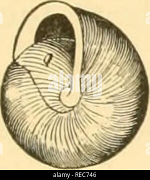 . Conchologia cestrica. Le molluskous les animaux et leurs coquilles, de comté de Chester, Pennsylvanie Mollusques. CONCHOLOGIA CESTRICA. 29 M. bucculenta, Gould. Helix bucculenta, Gould, Proc. Bost. Soct. Nat. Hist, III., 1848. JIT. bucculenta. - [B. &Amp ; B.] Fig. 22.. Veuillez noter que ces images sont extraites de la page numérisée des images qui peuvent avoir été retouchées numériquement pour plus de lisibilité - coloration et l'aspect de ces illustrations ne peut pas parfaitement ressembler à l'œuvre originale.. Hartman, William Dell, 1817-1899 ; Michener, Ezra, 1794-1887. Philadelphie, Claxton, Remsen &AMP ; Haffelfinger Banque D'Images