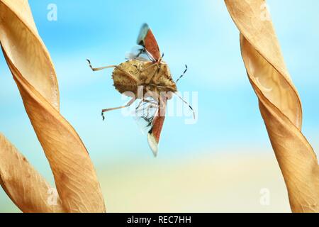 Dolycoris baccarum (Shieldbug poilue), en vol, sur la cosse secs d'une télévision à larges feuilles (Lathyrus latifolius pois), Allemagne Banque D'Images