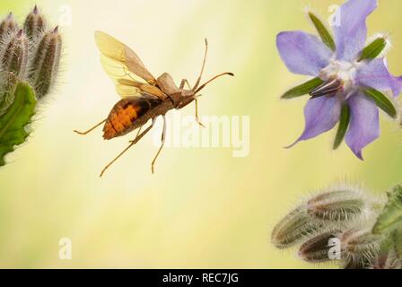 Bug Dock (Coreus marginatus) en vol sur fleur d'une plante bourrache (Borago officinalis), Allemagne Banque D'Images