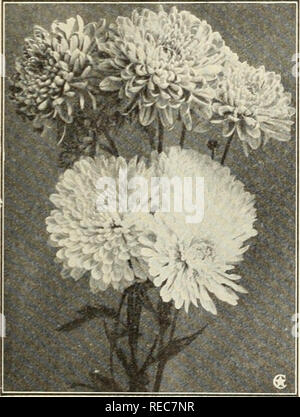 . Le Conard étoiles roses 1924. Rose la culture ; Roses ; les plantes, graines ornementales Catalogues. Aquilegia Ancolie (Coreopsis lanceolata grandiflora). Daisy, Shasta de Burbank, en Alaska. ^flFrri ?&gt ; ^n Â°W chacune des 8 "11XIV 00*X bel hardyChry santhemums- pour S2.25, postpayé.. Chrysanthèmes pompon. Ils font de boisseaux de jolies fleurs pour la coupe à l'automne 2-3 ft. 6-9 mois. Fleur emblème de la société Sunshine International. Riche de fleurs jaune doré. Ils rappellent à l'un d'un cosmos jaune. 35 cts. chaque. Cnrnflnwpr Astpr (Stokesia cyanea). l}4-2 ft. 7-10 mo. lurnilower iavende grand Fino Aster Banque D'Images