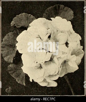 . Le Conard &AMP ; Jones Co. roses. La culture des roses Rose ; fruits ; catalogues ; graines, graines de plantes ornementales de catalogues. Essayez quelques Dahlias à partir de semences cette année 505 PLUS BEAUX DAHLIAS, DOUBLE. O Il est maintenant bien connu que les beaux Dahlias Pkt sont cultivées à partir de graines semées au printemps. Seed a commencé dans la maison et le dernier mois de mai seront en fleurs dès que les plantes des racines, et produire le plus maoy fleurs fines. Double mixte, plus j'ai donc 508 dahlias, Cactus, Double, couleurs mélangées. O Les couleurs vont du marron plus sombre d'écarlate, rose, blanc et jaune je collarette de différentes couleurs. O distinct de o Banque D'Images