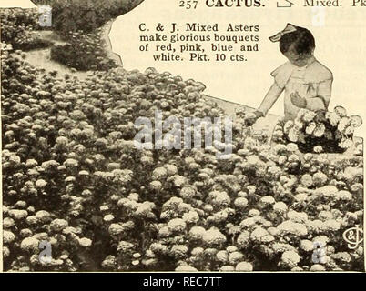 . Le Conard &AMP ; Jones Co. roses. La culture des roses Rose ; fruits ; catalogues ; graines, graines de plantes ornementales de catalogues. 253 BACCALAURÉAT, double bouton. O Grande fleur. Pkt. 5 cts. Sapin baumier, C. &AMP ; J. Chambre Double Rose. O fleurs doubles, comme des roses. De magnifiques couleurs mélangées. Pkt. 5 cts. Bégonias, pour la litière. CaUfor- nia hybrides, mixte, ub- hauteur g à 12 pouces. Graine très fine, ger- minates lentement. Fleurs éclatantes abondamment toute la saison jusqu'au gel. Pkt. 10 cts. BROWALLIA. O fleurs bleu ciel. Finefor la floraison d'hiver. Pkt. 5 cts. CACTUS. j' b- mixte. Pkt. 10 cts.. C. &AMP ; I. Plus Beaux Asters mixte. La plupart assis Banque D'Images