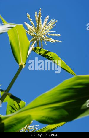 Maïs doux (Zea mays var. rugosa), détail des plantes Banque D'Images