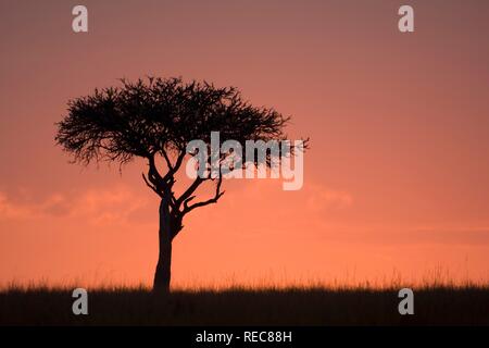 Arbre généalogique Boscia albitrunca Shepard, Witgatboom Matoppie ou communément appelé (Capparaceae) Famille, sunrise, Masai Mara National Park Banque D'Images