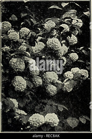 . Conard étoiles roses : automne 1924. Rose la culture ; Roses ; graines de fleurs Plantes ornementales ; catalogues, catalogues de graines. Prix de l'arbuste au pied de la page l'Hydrangea arborescens. (Collines de neige) Deux Spireas Choicest Spiraea Van Houttei. Fleurit en mai et juin. L'un des plus beaux de tous les Spireas. Bloomer profuse ; neige pure-fleurs blanches à l'élégante en forme de plume, clusters. Un fait unique, gracieuse, couverture d'ornement. Spirée Anthony Waterer, rouge, perpétuel-floraison. En fait, nice soutien arbustes 2 à 3 pieds de haut ; commence à porter ses grandes grappes de fleurs rouge rose riche presque dès qu'pla Banque D'Images