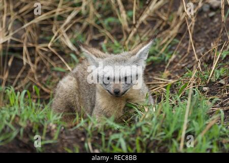 Bat-eared fox (Otocyon megalotis), Masai Mara, Kenya, Afrique Banque D'Images