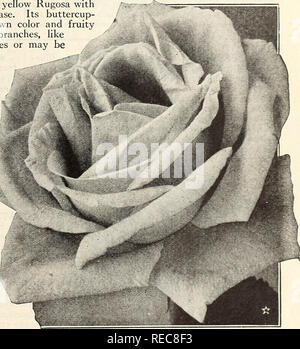 . L'Conard-Pyle Co : star rose growers [automne 1930]. Rose la culture ; Roses ; graines de fleurs Plantes ornementales ; catalogues, catalogues de graines. Automne 1930, â ¢ Roses pour haies ou arbustes Frontière Hors de l'ordinaire, Roses -^rALTAICA continue. Blanc. Originaire de la Sibérie, jusqu'- droite dans la croissance, atteignant 5 pieds. Hugonis suit de près avec des feuilles de large (3 pouces), parfumé, blanc crème au blanc pur, fleurs simples et une répétition à la fin de l'été. Les fruits, gourd-like et d'Ébène noir, sont étranges et attrayant. 1 $ chacun. VrDR. E. M. Mills. H.Tapis. Primevère. La couleur est lumière, primrose Banque D'Images