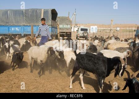 Tolkuchka bazar, vente de moutons et chèvres, Ashgabat, Turkménistan Banque D'Images