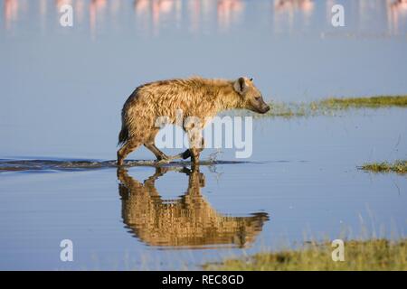 L'hyène tachetée ou rire hyène (Crocuta crocuta) reflétant dans l'eau, le Parc National de Nakuru, Kenya, Afrique de l'Est Banque D'Images