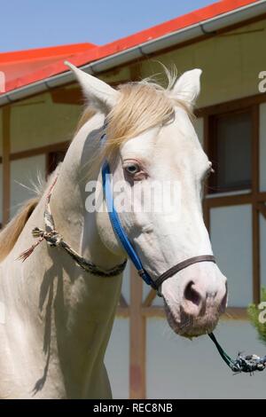 Achgabat, Akhal-Teke horse dans un haras, au Turkménistan Banque D'Images