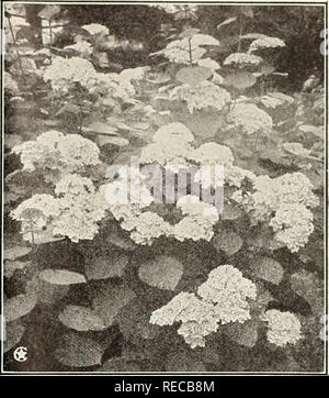 . Conard étoiles roses : automne 1923. Rose la culture ; Roses ; graines de fleurs Plantes ornementales ; catalogues, catalogues de graines. Prix de l'arbuste au pied de la page. L'Hydrangea arborescens. (Collines de neige) Deux Spireas Choicest Spiraea Van Houttei. Fleurit en mai et juin. L'un des plus beaux de tous les Spireas. Bloomer profuse ; neige pure-fleurs blanches à l'élégante en forme de plume, clusters. Un fait unique, gracieuse, couverture d'ornement. Spirée Anthony Waterer, rouge, perpétuel-floraison. En fait, nice soutien arbustes 2 à 3 pieds de haut ; commence à porter ses grandes grappes de fleurs rouge rose riche presque dès qu'pl Banque D'Images