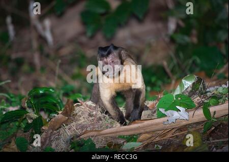 En touffes ou Capucin Capucin brun ou noir-couvertes (Capucin apella cebus), Alta Floresta, Mato Grosso, Brésil, Amérique du Sud Banque D'Images