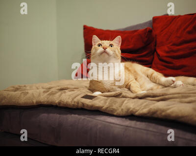 Mika l'orange tabby refroidissement sur son tapis marron Banque D'Images