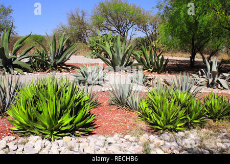 Jardin de cactus, agaves et plantes grasses près de célèbre site archéologique de Tula de Allende, l'état de Hidalgo, au Mexique, en Amérique du Nord Banque D'Images