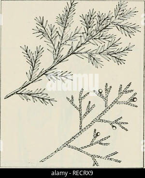 . Les plantes de la drogue de l'Illinois. La botanique, médical, la botanique. JUNIPERUS communis L. com- mun, Juniper, cheval hackmatack savin, gorst. Pinaceae. U. S. P. XI, p. 256.- Un faible et la diffusion ou à la verticale, petit arbuste ou arbre, à feuilles persistantes ; écorce du tronc shreddy ; feuillage en forme d'aiguilles, les aiguilles, droite et rigide, pointu jusqu'à ]/i pouce de long ; manque de fleurs, cônes présents au lieu ; fruits bleu, glauques, berry- comme, 14 pouces de diamètre, 3. Les fruits récoltés à l'automne et l'hiver, quand il est mûr. Dans la culture pour une ornamen- tal ; établi près du lac Michigan dans le comté de Lake. Contient les Banque D'Images