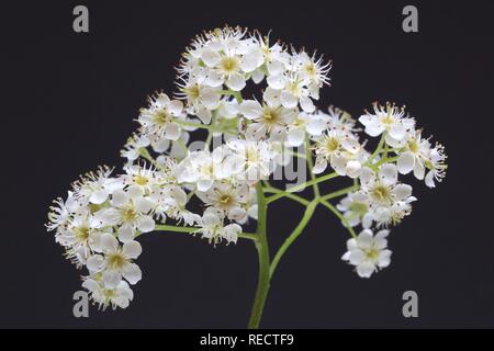 Fleurs de l'arbre, arbre de sauvages Chequer Tree ou arbre de dames (sorbus torminalis) Banque D'Images