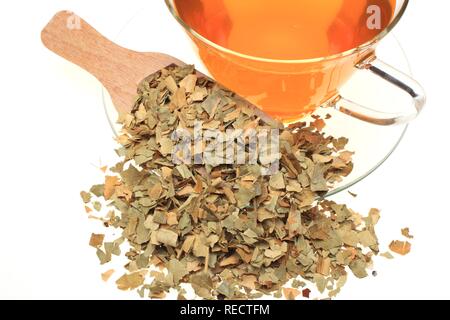 Tisane faite de feuilles séchées de l'orange amère, utilisée de la médecine de fines herbes et le parfum (Citrus aurantium) Banque D'Images