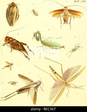 . Le Dr Sulzers Abgekürtze Geschichte der Insecten : nach dem Linaeischen Système : Erster[-Zweeter] Theil. Les insectes ; les crustacés ; les insectes. Jjlalta . II Ilh.MlT'TF K TIH. ////. Veuillez noter que ces images sont extraites de la page numérisée des images qui peuvent avoir été retouchées numériquement pour plus de lisibilité - coloration et l'aspect de ces illustrations ne peut pas parfaitement ressembler à l'œuvre originale.. Sulzer, J. H. (Johann Heinrich), 1735-1813 ; Linné, Carl von, 1707-1778 ; Römer, J. J. (Johann Jacob), 1763-1819. Genera insectorum Linnaei et Fabricii iconibus illustrata ; Schellenberg, Johann Rudolf, 1740-1 Banque D'Images