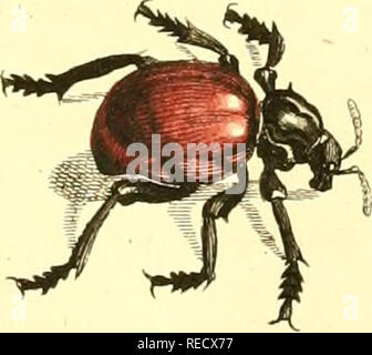 . Le Dr Sulzers Abgekürtze Geschichte der Insecten : nach dem Linaeischen Système : Erster[-Zweeter] Theil. Les insectes ; les crustacés ; les insectes. -'/ Qeza Mamekiye.. c. 2. ^ JI. Mi.. Veuillez noter que ces images sont extraites de la page numérisée des images qui peuvent avoir été retouchées numériquement pour plus de lisibilité - coloration et l'aspect de ces illustrations ne peut pas parfaitement ressembler à l'œuvre originale.. Sulzer, J. H. (Johann Heinrich), 1735-1813 ; Linné, Carl von, 1707-1778 ; Römer, J. J. (Johann Jacob), 1763-1819. Genera insectorum Linnaei et Fabricii iconibus illustrata ; Schellenberg, Johann Rudolf, 1740-1806, malade. Gagner Banque D'Images