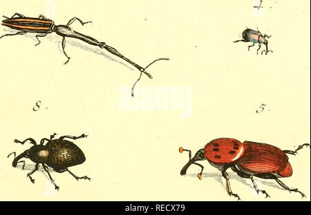 . Le Dr Sulzers Abgekürtze Geschichte der Insecten : nach dem Linaeischen Système : Erster[-Zweeter] Theil. Les insectes ; les crustacés ; les insectes. ^^ 7- 9 ^ ^/^. vii. Veuillez noter que ces images sont extraites de la page numérisée des images qui peuvent avoir été retouchées numériquement pour plus de lisibilité - coloration et l'aspect de ces illustrations ne peut pas parfaitement ressembler à l'œuvre originale.. Sulzer, J. H. (Johann Heinrich), 1735-1813 ; Linné, Carl von, 1707-1778 ; Römer, J. J. (Johann Jacob), 1763-1819. Genera insectorum Linnaei et Fabricii iconibus illustrata ; Schellenberg, Johann Rudolf, 1740-1806, malade. Winterthu Banque D'Images