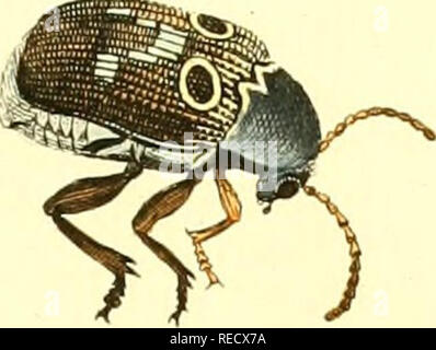 . Le Dr Sulzers Abgekürtze Geschichte der Insecten : nach dem Linaeischen Système : Erster[-Zweeter] Theil. Les insectes ; les crustacés ; les insectes. Je COLi:OPTERA ^^/ ? //^. 6.. Veuillez noter que ces images sont extraites de la page numérisée des images qui peuvent avoir été retouchées numériquement pour plus de lisibilité - coloration et l'aspect de ces illustrations ne peut pas parfaitement ressembler à l'œuvre originale.. Sulzer, J. H. (Johann Heinrich), 1735-1813 ; Linné, Carl von, 1707-1778 ; Römer, J. J. (Johann Jacob), 1763-1819. Genera insectorum Linnaei et Fabricii iconibus illustrata ; Schellenberg, Johann Rudolf, 1740-1806, malade. W Banque D'Images