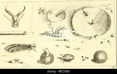 . Le Dr Sulzers Abgekürtze Geschichte der Insecten : nach dem Linaeischen Système : Erster[-Zweeter] Theil. Les insectes ; les crustacés ; les insectes. 1^4 X&gt;icrtc. liUxtfc NfcFten 3. Veuillez noter que ces images sont extraites de la page numérisée des images qui peuvent avoir été retouchées numériquement pour plus de lisibilité - coloration et l'aspect de ces illustrations ne peut pas parfaitement ressembler à l'œuvre originale.. Sulzer, J. H. (Johann Heinrich), 1735-1813 ; Linné, Carl von, 1707-1778 ; Römer, J. J. (Johann Jacob), 1763-1819. Genera insectorum Linnaei et Fabricii iconibus illustrata ; Schellenberg, Johann Rudolf, 1740-1806, Banque D'Images