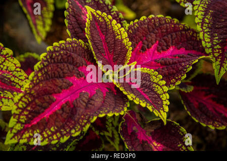 Les feuilles colorées de l'usine de Coleus close-up Banque D'Images