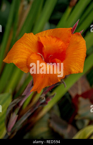 Canna indica fleur de couleur orange et rouge Banque D'Images