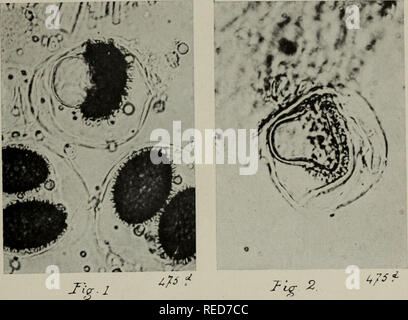 . Comptes rendus des sances de la Société de biologie et de ses filiales. La germination de spores h échinulèe de lu Truffe. Par M. E.M. Boulanger. 1 PL.. Jtntr »» ^^2 ; HT. Veuillez noter que ces images sont extraites de la page numérisée des images qui peuvent avoir été retouchées numériquement pour plus de lisibilité - coloration et l'aspect de ces illustrations ne peut pas parfaitement ressembler à l'œuvre originale.. Société de biologie (Paris, France). Paris, New York : Masson [etc. ] Banque D'Images