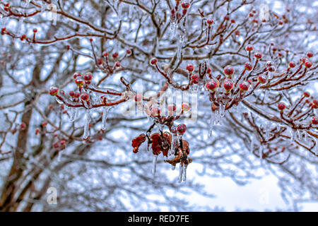 Scène d'hiver représente des branches d'arbre aux fruits rouges, recouverte de glace Banque D'Images