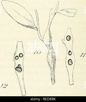 . Compte rendu. La science ; la science -- Congrès. Diptérocécidie caulinaire de Morican- dia arvensis var. suffruticosa. Fig. 6. Située dans Tinflores - Galle adolescence(gr. 0,8). Fig. 7. - Région terminale parasitée d'un jeune rameau ( gr. 0,8). Fig. S. - Cécidie terminale de forme globuleuse ( gr. 0,8). Fig. 9. - Section longitudinale de la galle précédente (gr. 0,8).. Coléoptérocécidie caulinaire dei]/o//crt/i(/m arvensis var. suffruticosa. Fiï. 10. - Aspect extérieur d'une cécidie jeune (gr. 0,8). 11. - Section longitudinale de la galle précédente (gr. 0,8). 12. - Section en long d'une galle plus Banque D'Images